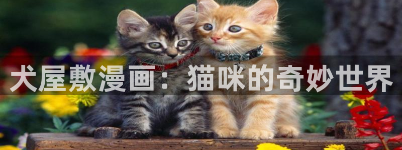 韩漫漫画平台